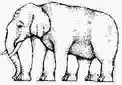 Regardez les pattes de cette elephant.jpg